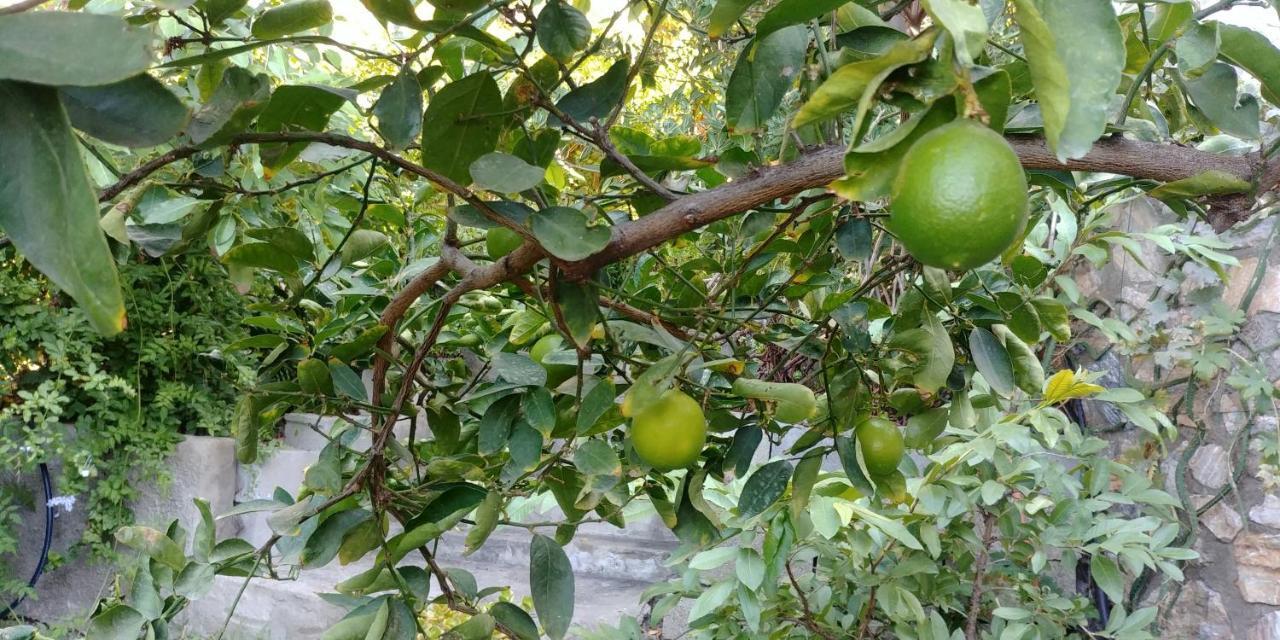 Villa Maria 阿尔姆尼卡 外观 照片